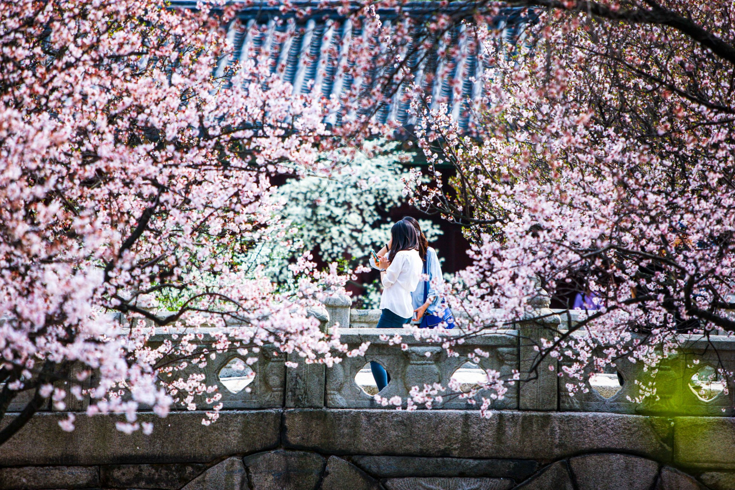 Changgyeonggung Palace Cherry