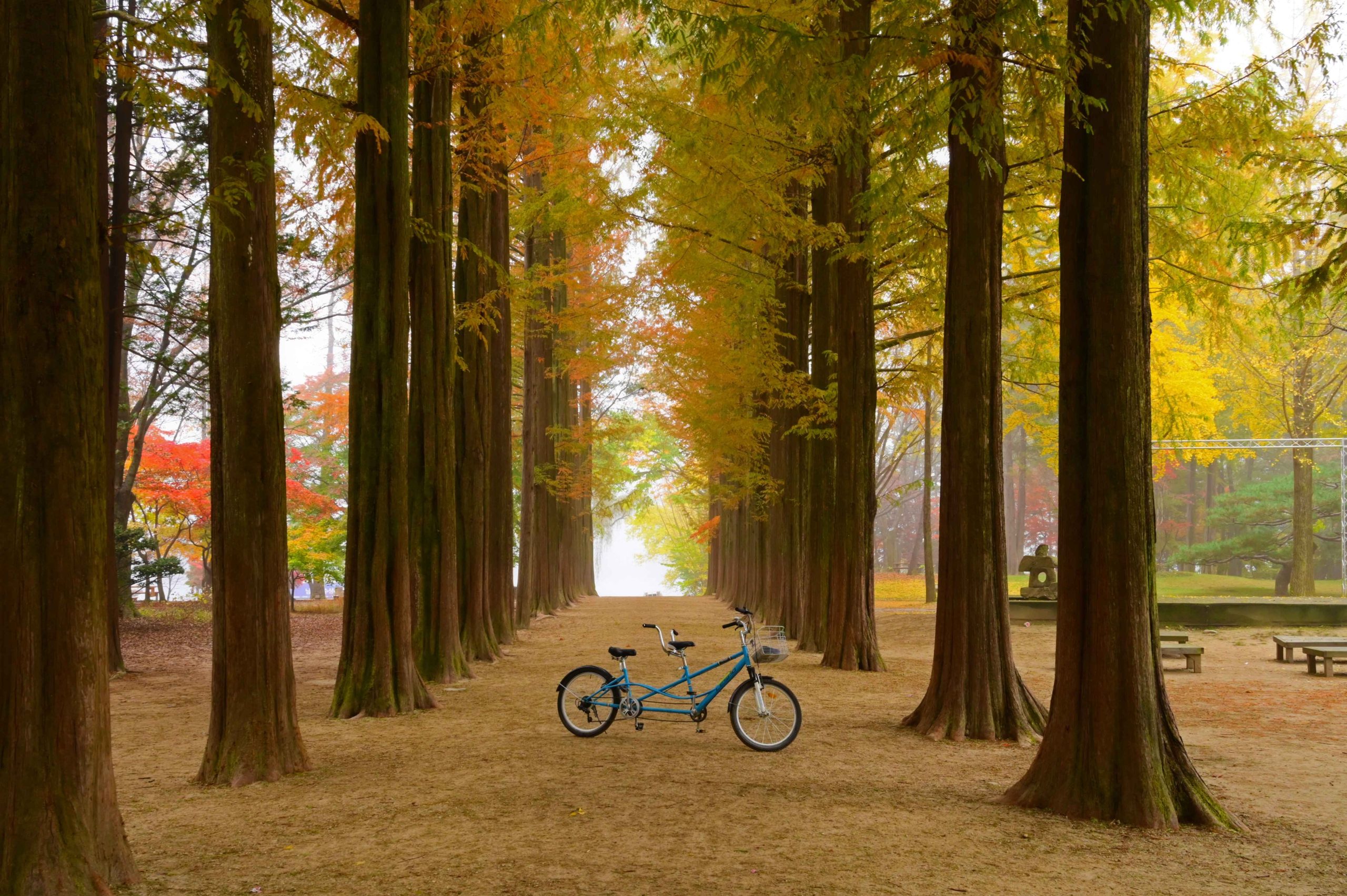 Nami Island Trees