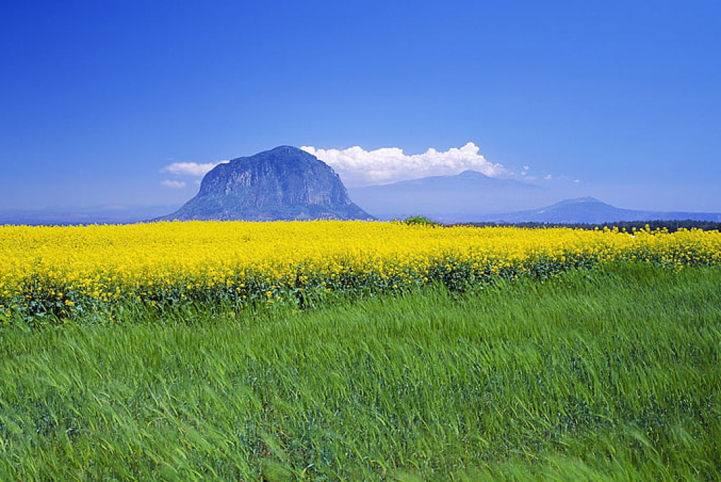 Beyond Beaches: Jeju Island’s Hidden Trails, Tea Fields & Village Life
